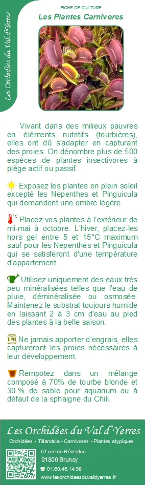 Fiche culture CARNIVORES